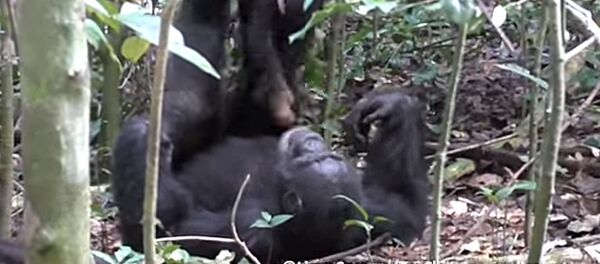 В сеть попало видео, где шимпанзе играет с детенышем в самолет В сеть попало видео, где шимпанзе играет с детенышем в самолет - Sputnik Lietuva