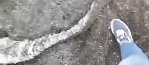 На камчатском берегу заметили волосатого монстра На камчатском берегу заметили волосатого монстра - Sputnik Lietuva