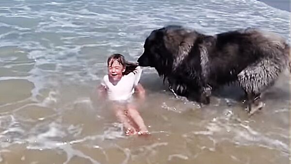 Большая собака спасает маленькую девочку, забравшуюся в океан - Sputnik Lietuva