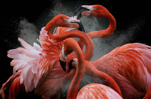 Снимок Черная пятница перуанского фотографа Pedro Jarque Krebs, победивший в конкурсе Bird Photographer of the Year 2018 - Sputnik Литва