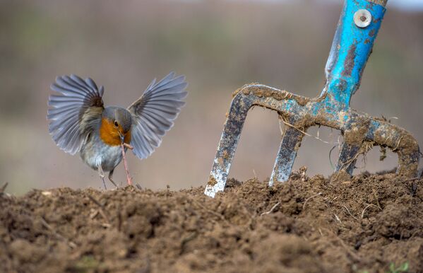 Снимок Зарянка греческого фотографа Nikos Bukas, победивший в категории Garden and Urban Birds фотоконкурса Bird Photographer of the Year 2018 - Sputnik Литва