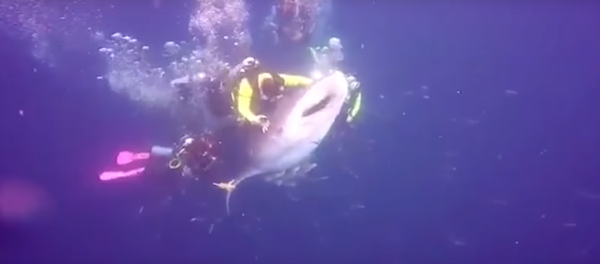 В Индонезии арестовали дайвера, который пытался прокатиться на акуле В Индонезии арестовали дайвера, который пытался прокатиться на акуле - Sputnik Литва