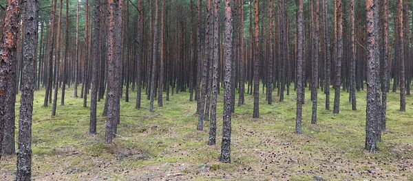 Palanga Palanga - Sputnik Lietuva