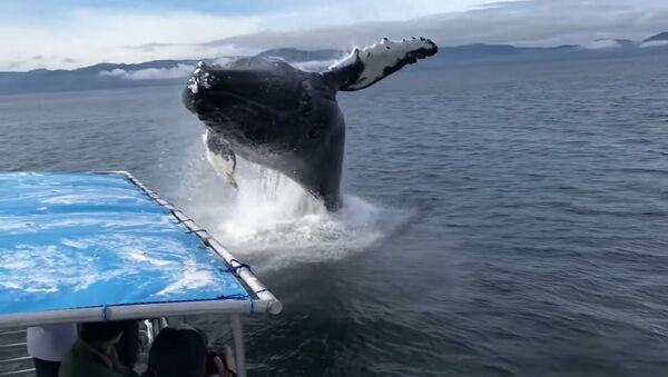 На Аляске горбатый кит заставил туристов неожиданно принять душ - Sputnik Литва