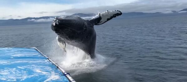 На Аляске горбатый кит заставил туристов неожиданно принять душ На Аляске горбатый кит заставил туристов неожиданно принять душ - Sputnik Lietuva