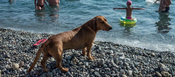 Отдых в Краснодарском крае Отдых в Краснодарском крае - Sputnik Lietuva