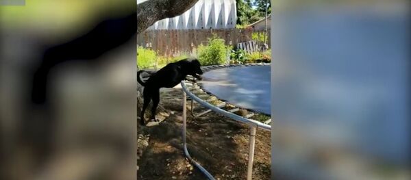 Ловко придумано: пес нашел новый способ игры в мяч в отсутствие хозяев - Sputnik Литва