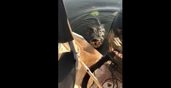 Австралийские рыбаки сняли на видео неожиданный прыжок крокодила в их лодку Австралийские рыбаки сняли на видео неожиданный прыжок крокодила в их лодку - Sputnik Lietuva