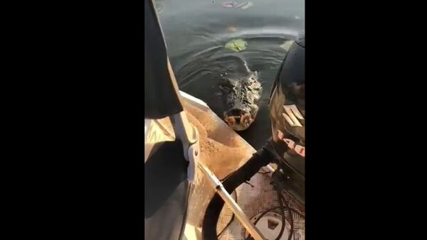 В Австралии крокодил внезапно прыгнул в лодку к рыбакам - Sputnik Литва