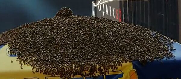 В центре Манхэттена тысячи пчел атаковали палатку с хот-догами В центре Манхэттена тысячи пчел атаковали палатку с хот-догами - Sputnik Lietuva