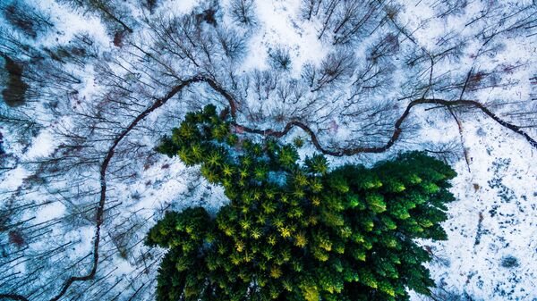 Лучшим в категории Дикая природа был признан снимок соснового леса в Дании (автор - Mbernholdt) - Sputnik Литва