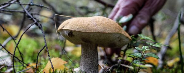 Женщина собирает грибы в лесу, архивное фото - Sputnik Литва