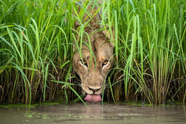 Снимок Cool cat южноафриканского фотографа Isak Pretorius из списка Highly commended в категории Animal Portraits фотоконкурса 2018 Wildlife Photographer of the Year - Sputnik Литва