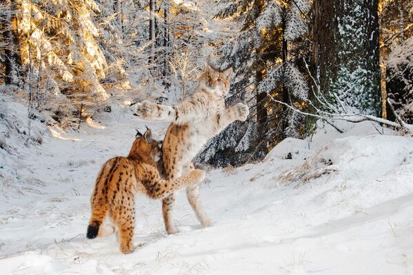 Снимок Kitten combat немецкого фотографа Julius Kramer из списка Highly commended в категории Behaviour: Mammals фотоконкурса 2018 Wildlife Photographer of the Year - Sputnik Литва