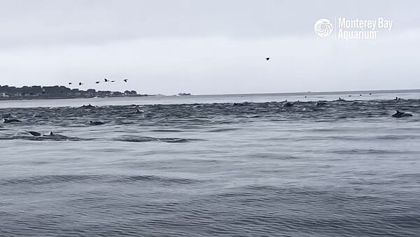 Массовая охота дельфинов у побережья Калифорнии - Sputnik Lietuva