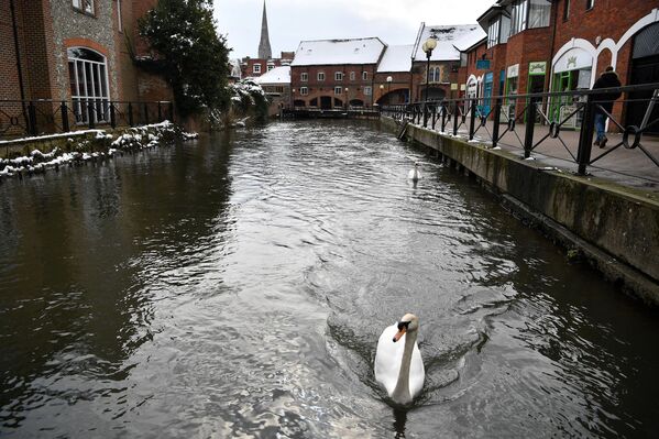Лебеди на канале недалеко от торгового центра Maltings в Солсбери, Великобритания - Sputnik Литва