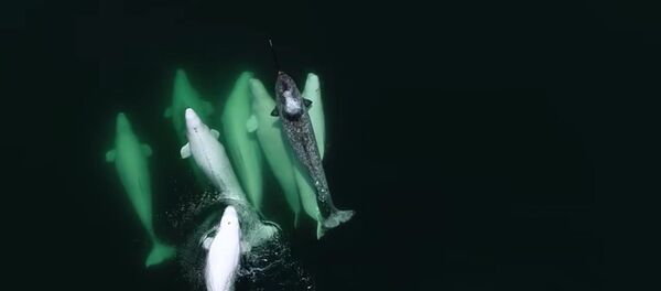 Нарвал из Арктики решил перебраться поближе к югу Нарвал из Арктики решил перебраться поближе к югу - Sputnik Литва