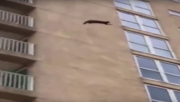 Пользователей Сети восхитил прыжок енота с девятого этажа - Sputnik Литва