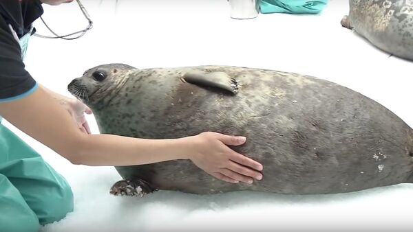 В Японии толстый и обаятельный тюлень покорил посетителей океанариума - Sputnik Литва