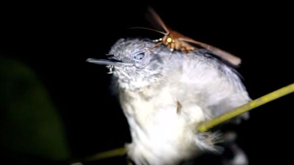Brazilijoje naktiniai drugeliai gėria paukščių ašaras, kol tie miega - Sputnik Lietuva
