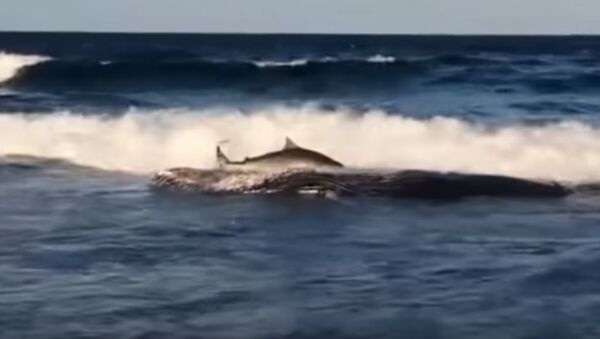 Акула выбросилась на берег ради еды - Sputnik Lietuva