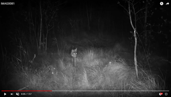 Камеры видеонаблюдения зафиксировали в биосферном заповеднике Жувинтас большую семью волков - Sputnik Lietuva