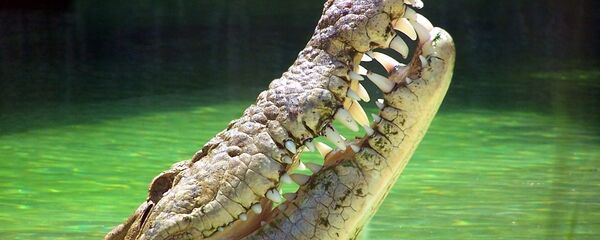 Улыбающийся крокодил Улыбающийся крокодил - Sputnik Lietuva