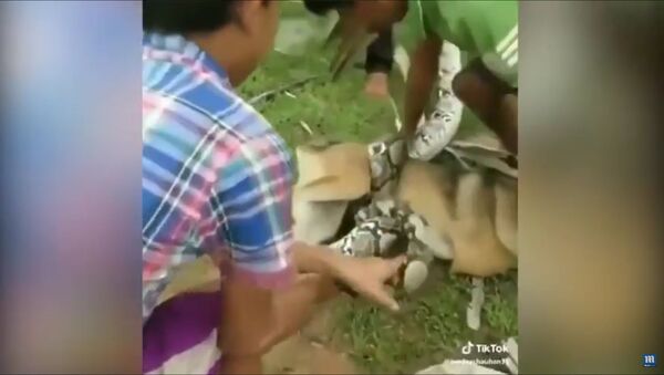 Собака спасена из лап змеи в драматическом видео - Sputnik Lietuva