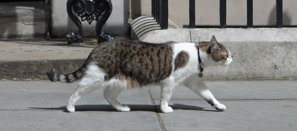 Кот Ларри - мышелов в резиденции британских премьер-министров на Даунинг-стрит в Лондоне - Sputnik Литва