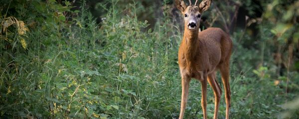Самец косули - Sputnik Литва