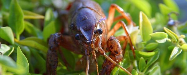 Рак - Sputnik Литва