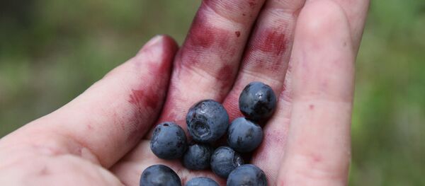 Сбор черники в Омской области - Sputnik Литва