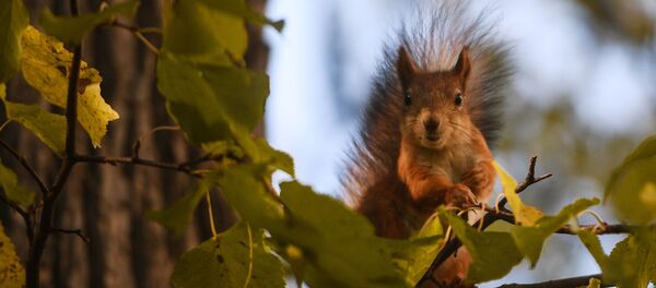 Voverė Voverė - Sputnik Lietuva