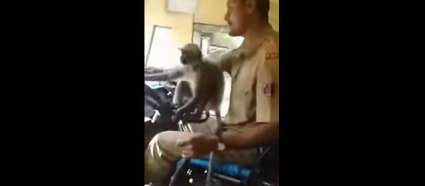 В Индии водитель поплатился за то, что посадил за руль обезьяну В Индии водитель поплатился за то, что посадил за руль обезьяну - Sputnik Литва