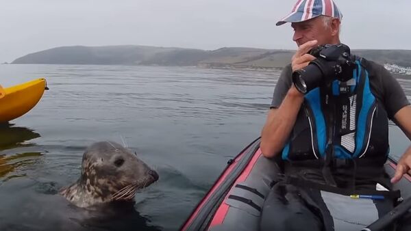 В Англии дружелюбный тюлень пытался поплавать на байдарке - Sputnik Литва