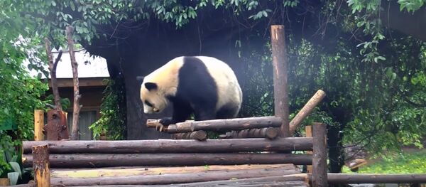 Panda vikriai atlieka akrobatinius triukus Panda vikriai atlieka akrobatinius triukus - Sputnik Lietuva