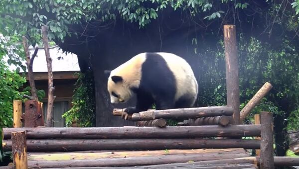 Panda vikriai atlieka akrobatinius triukus - Sputnik Lietuva