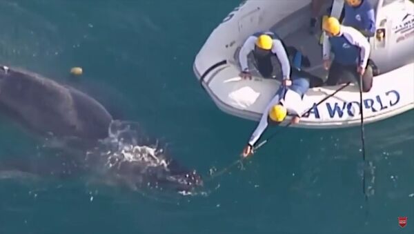 Australijoje jūrų patrulis išgelbėjo patekusį į tinklą banginį - Sputnik Lietuva