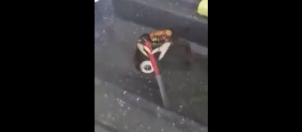 Krabas, gelbėdamas savo gyvybę, susirėmė peiliais su virėju Krabas, gelbėdamas savo gyvybę, susirėmė peiliais su virėju - Sputnik Lietuva