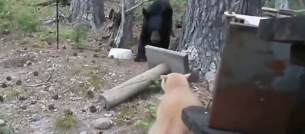 Katė įvarė lokį ant medžio Katė įvarė lokį ant medžio - Sputnik Lietuva