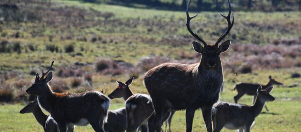 Laukiniai gyvūnai Laukiniai gyvūnai - Sputnik Lietuva