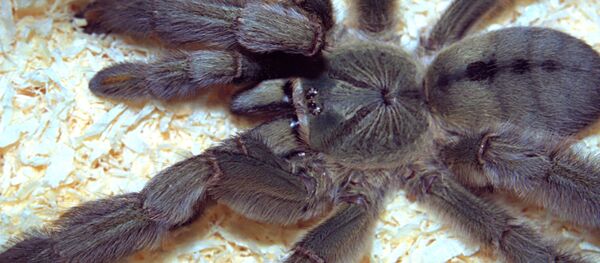 tarantulas Psalmopoeus cambridgei  - Sputnik Lietuva