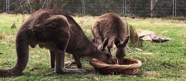 Какаду ворует у кенгуру - Sputnik Литва