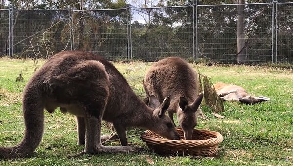 Australijoje kakadu atėmė pietus iš dviejų kengūrų - Sputnik Lietuva
