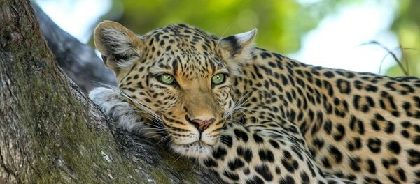 Отдыхающий леопард Отдыхающий леопард - Sputnik Литва