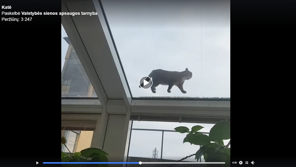 Кошка на стеклянной крыше школы пограничников - Sputnik Lietuva