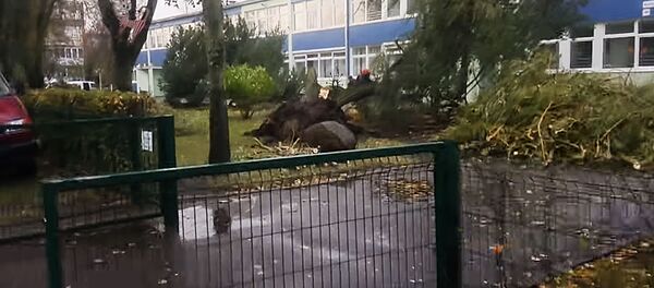 Во дворе детского сада в Паланге от ветра повалились деревья - Sputnik Lietuva