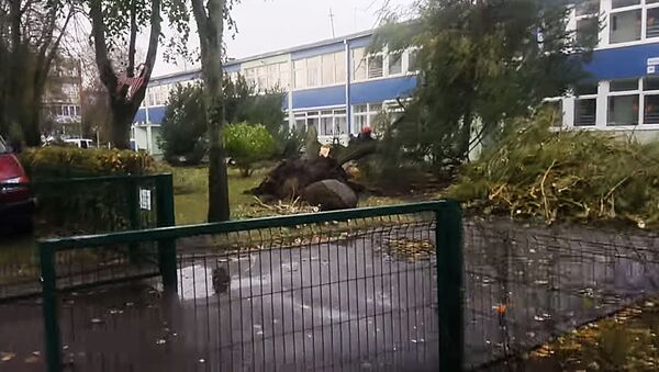 Во дворе детского сада в Паланге от ветра повалились деревья - Sputnik Lietuva