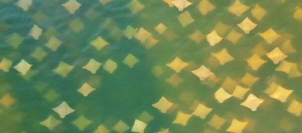 JAV nufilmuota masinė rajų migracija JAV nufilmuota masinė rajų migracija - Sputnik Lietuva