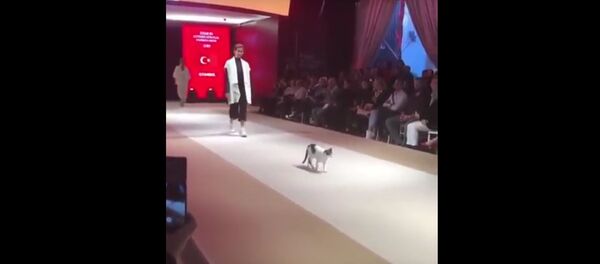 Кошка пробралась на подиум на показе мод в Стамбуле - Sputnik Lietuva